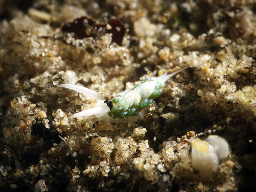 Costasiella sp. G